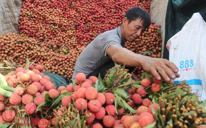 Nhộn nhịp mua bán vải thiều Lục Ngạn, Bắc Giang ảnh 9